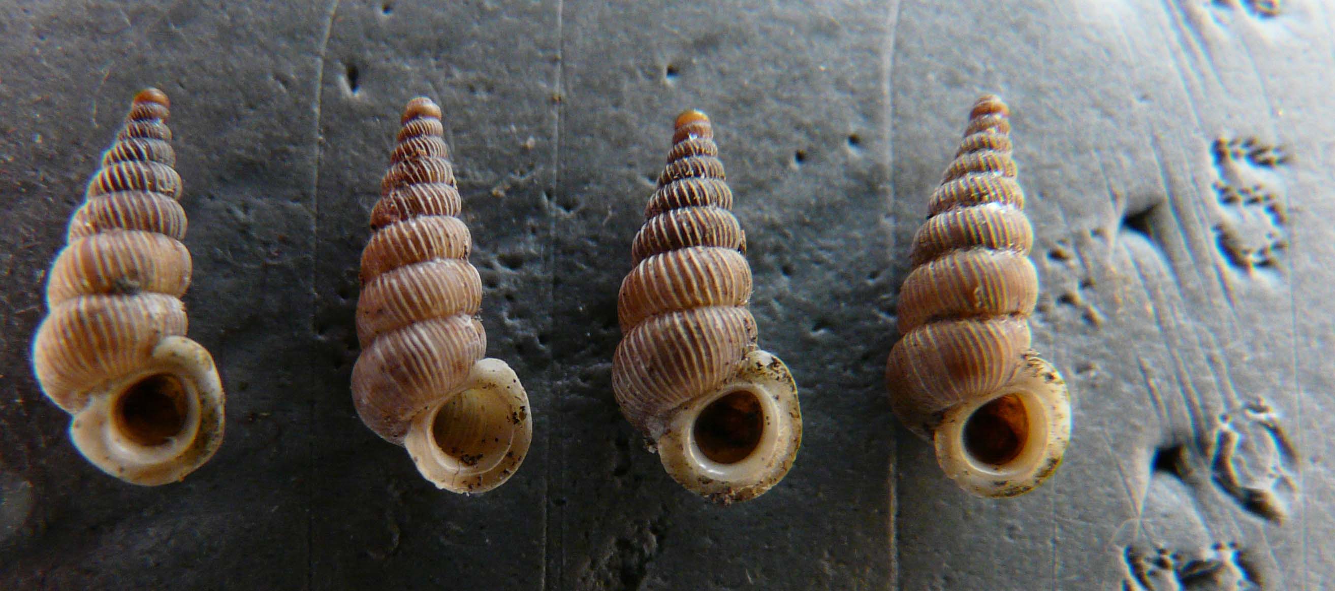 Cochlostoma philippianum